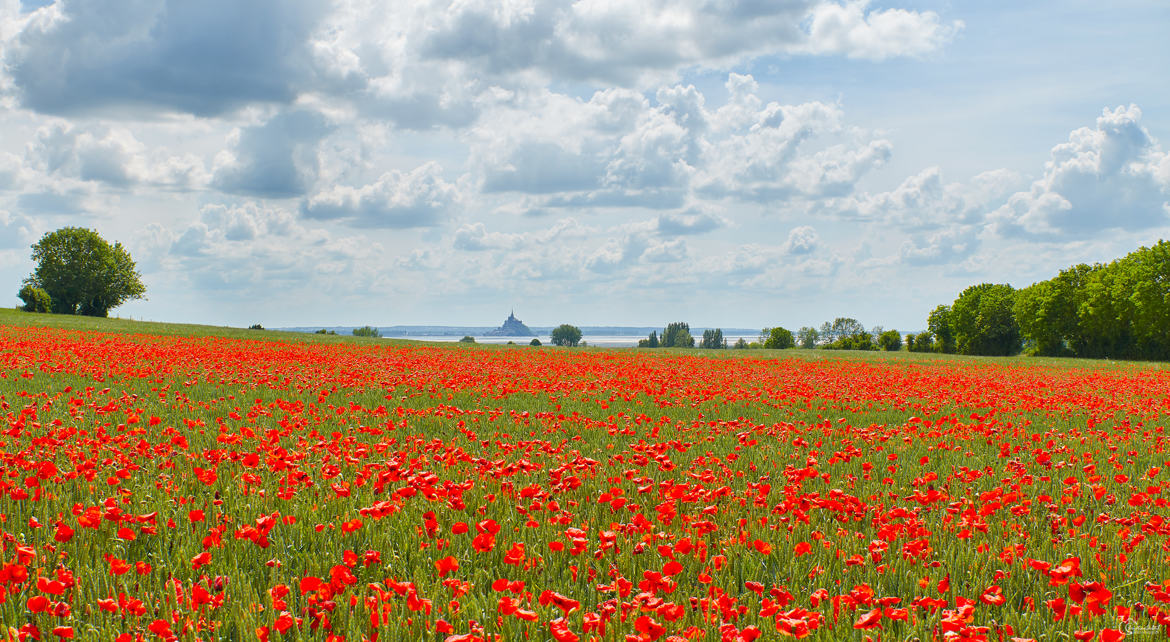 Coquelicots