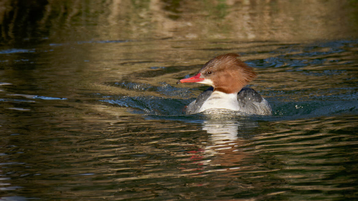 Elle pousse de l'eau