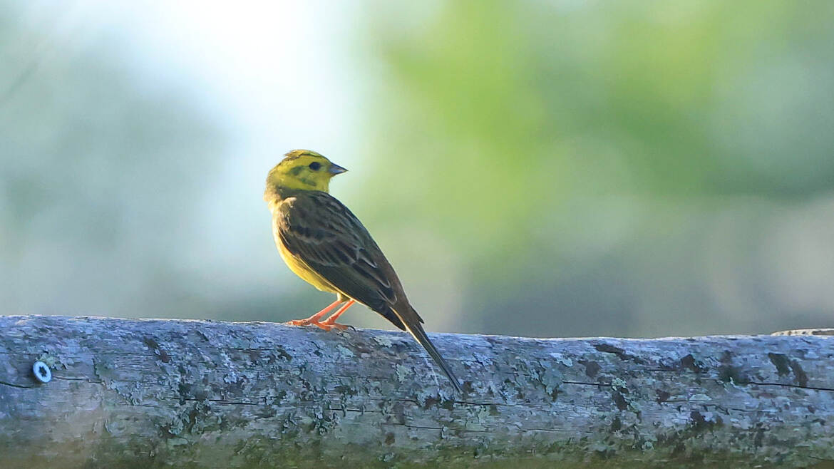 Bruant jaune