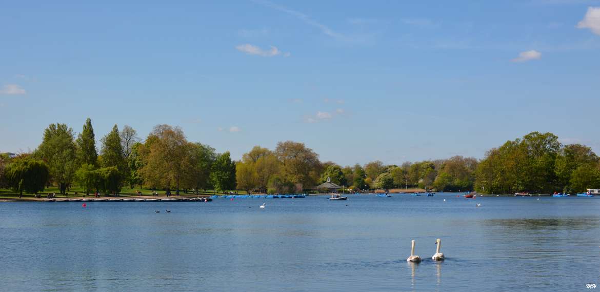 Cygnes d'Hyde Park