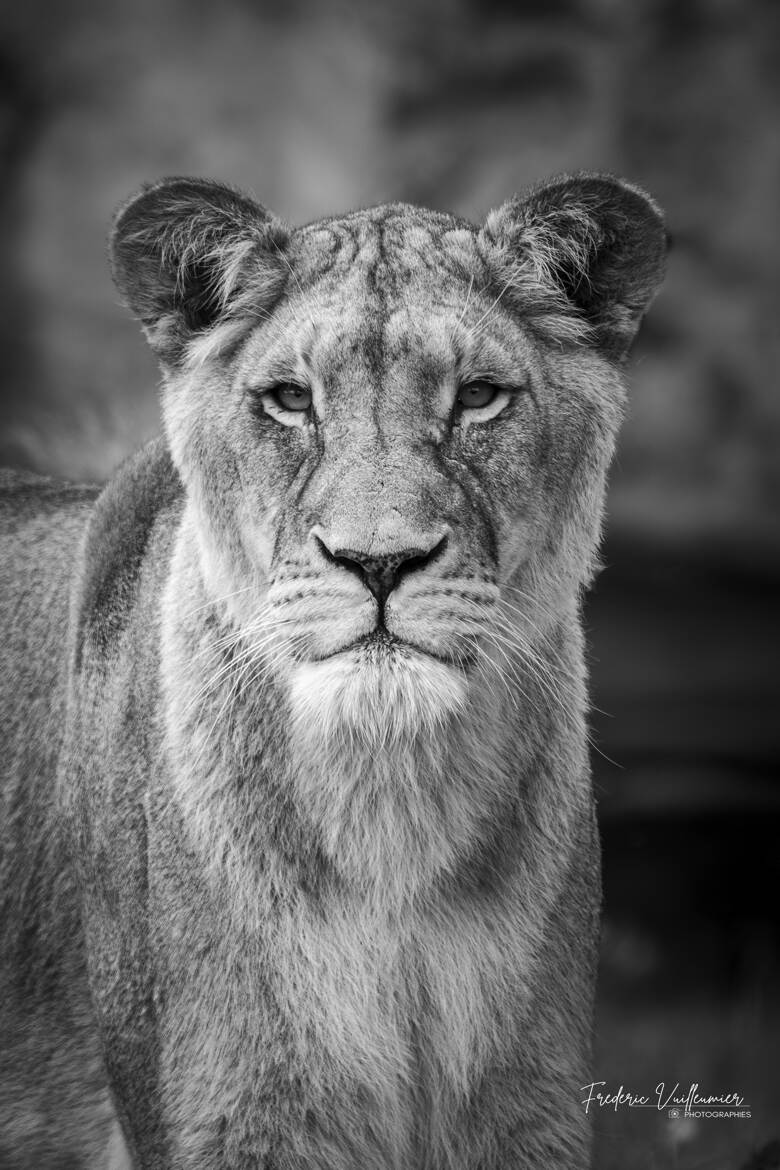 Regard de reine