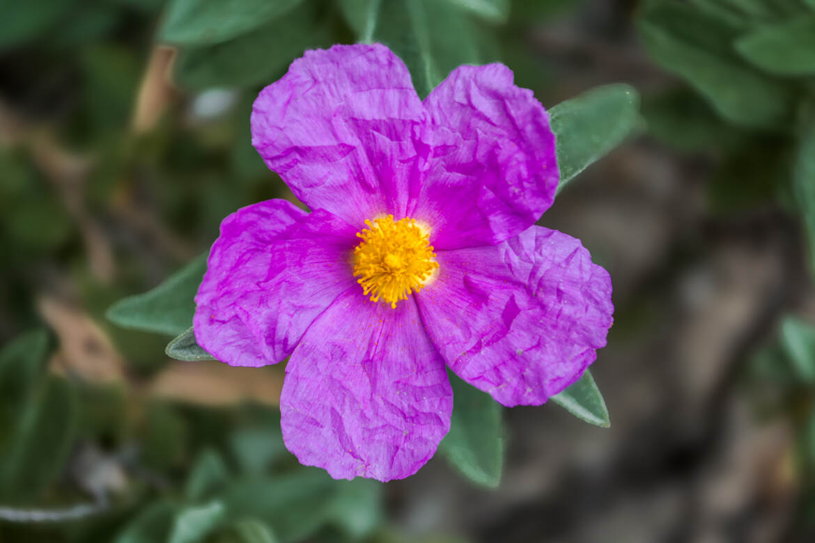 Chiffonnée mais jolie