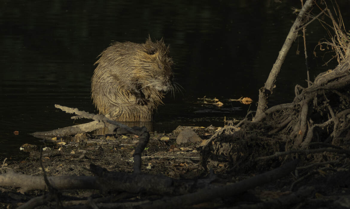 RAT MUSQUET L'ébouriffé