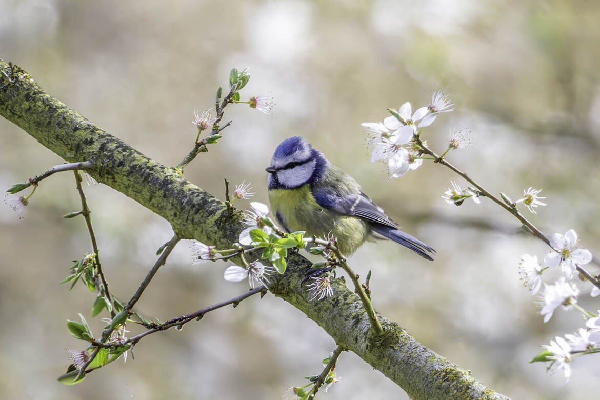 Un petit air de printemps