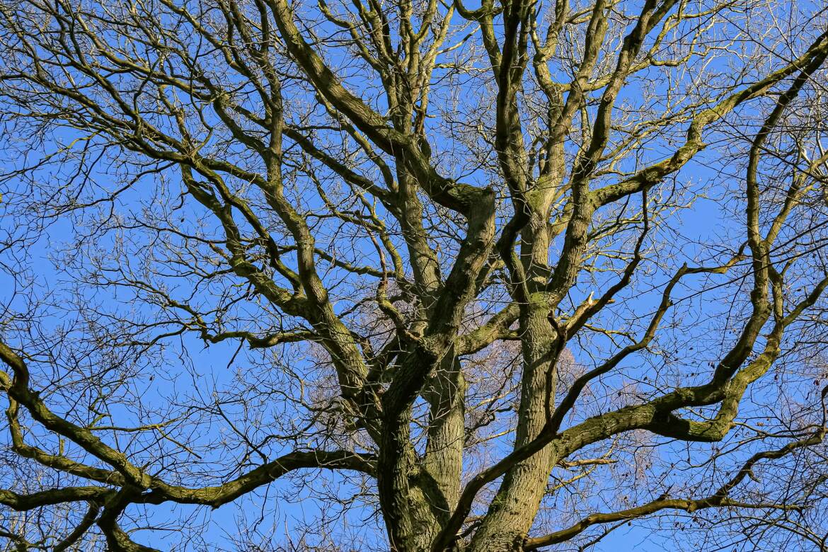 Archives dendrologiques : Chêne pédonculé