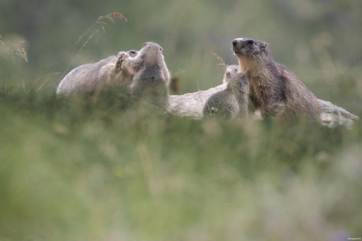 La famille marmottes
