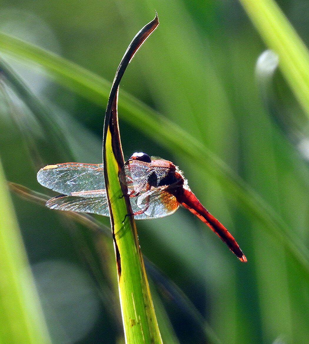 transparence