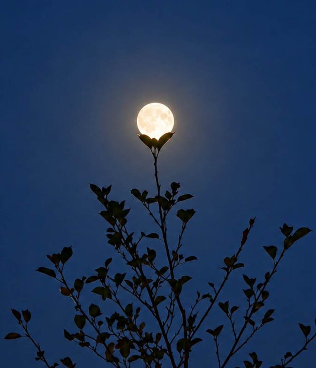 Fleur de lune.
