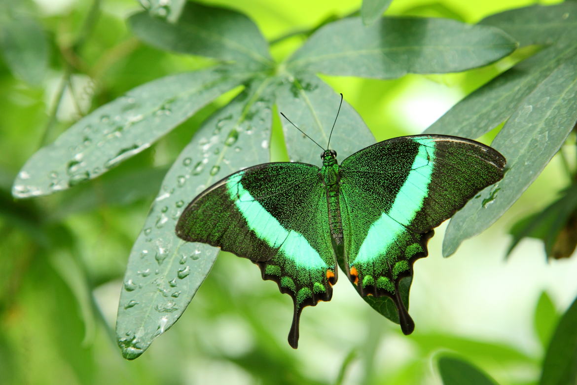 Machaon Emeraude