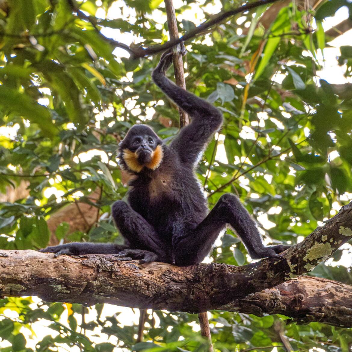 Gibbon