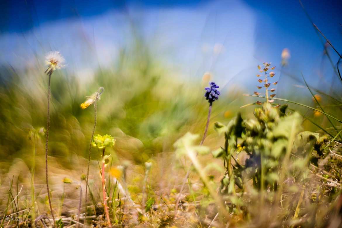 Nogème à la Shembra R