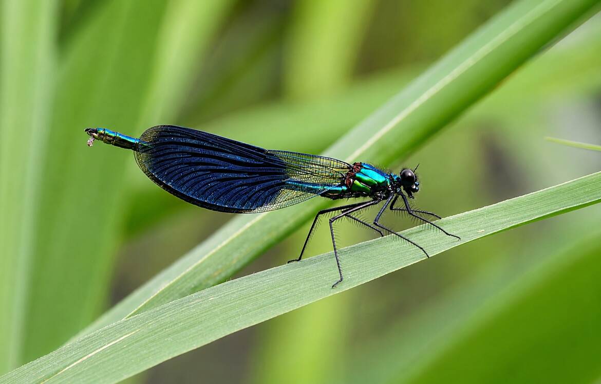 Libellule solitaire.