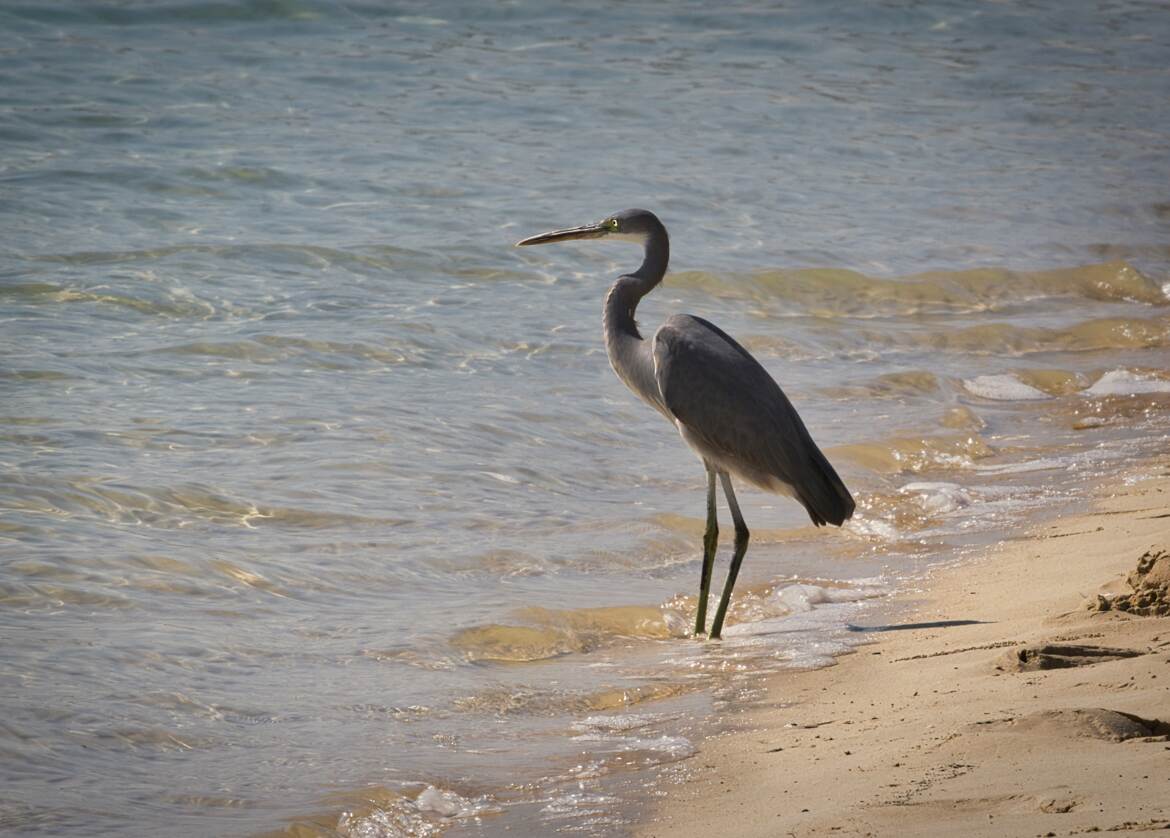 Les pattes dans l'eau !
