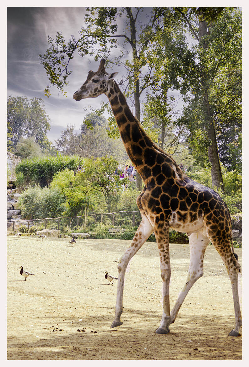 Girafe 04