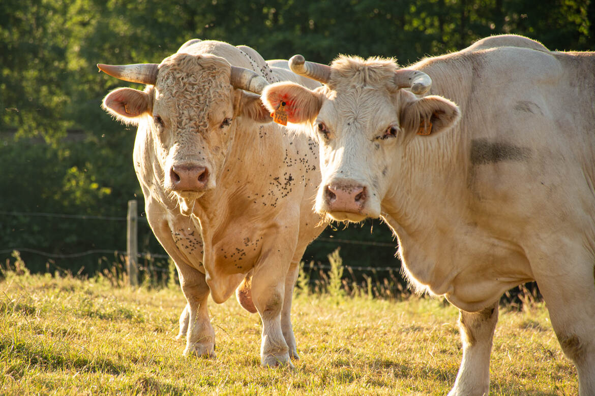 Le taureau