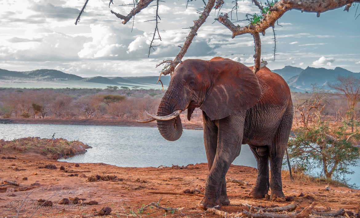 Elephant aux couleurs du Tsavo