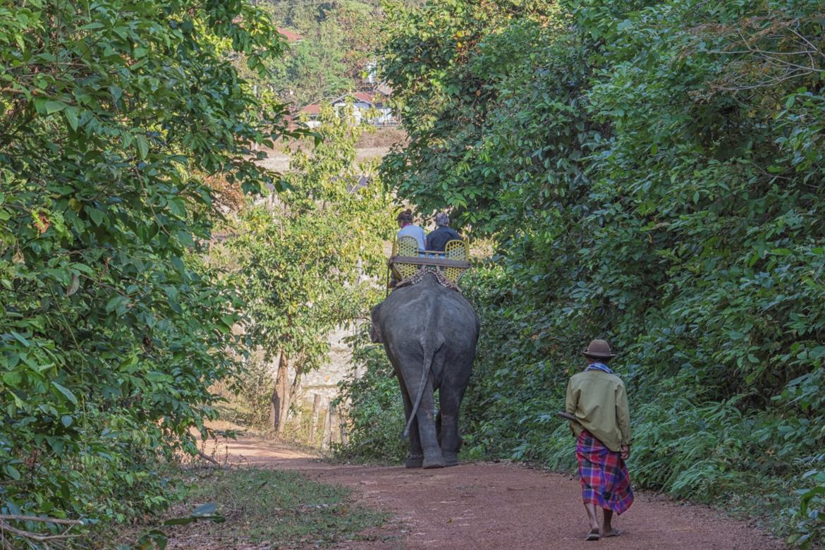 Éléphant au village.