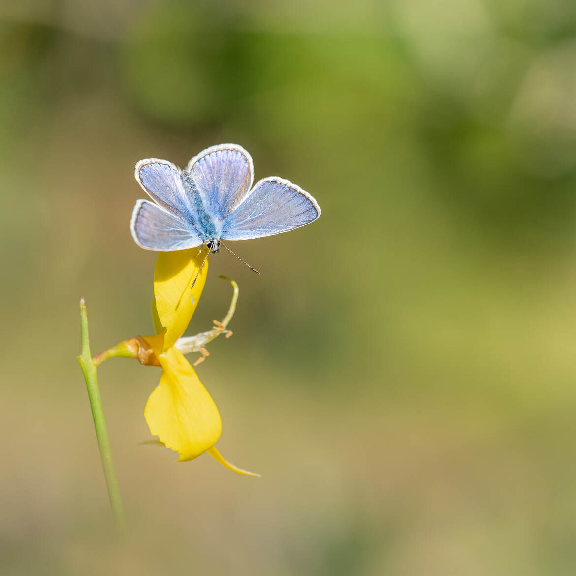 Bleu sur jaune