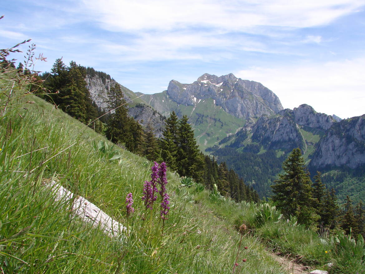 Un terrain de Dahut