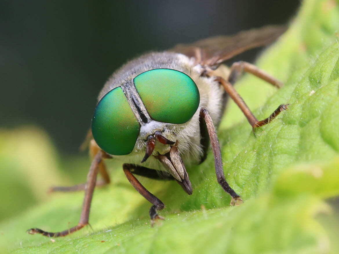 De grands yeux verts II