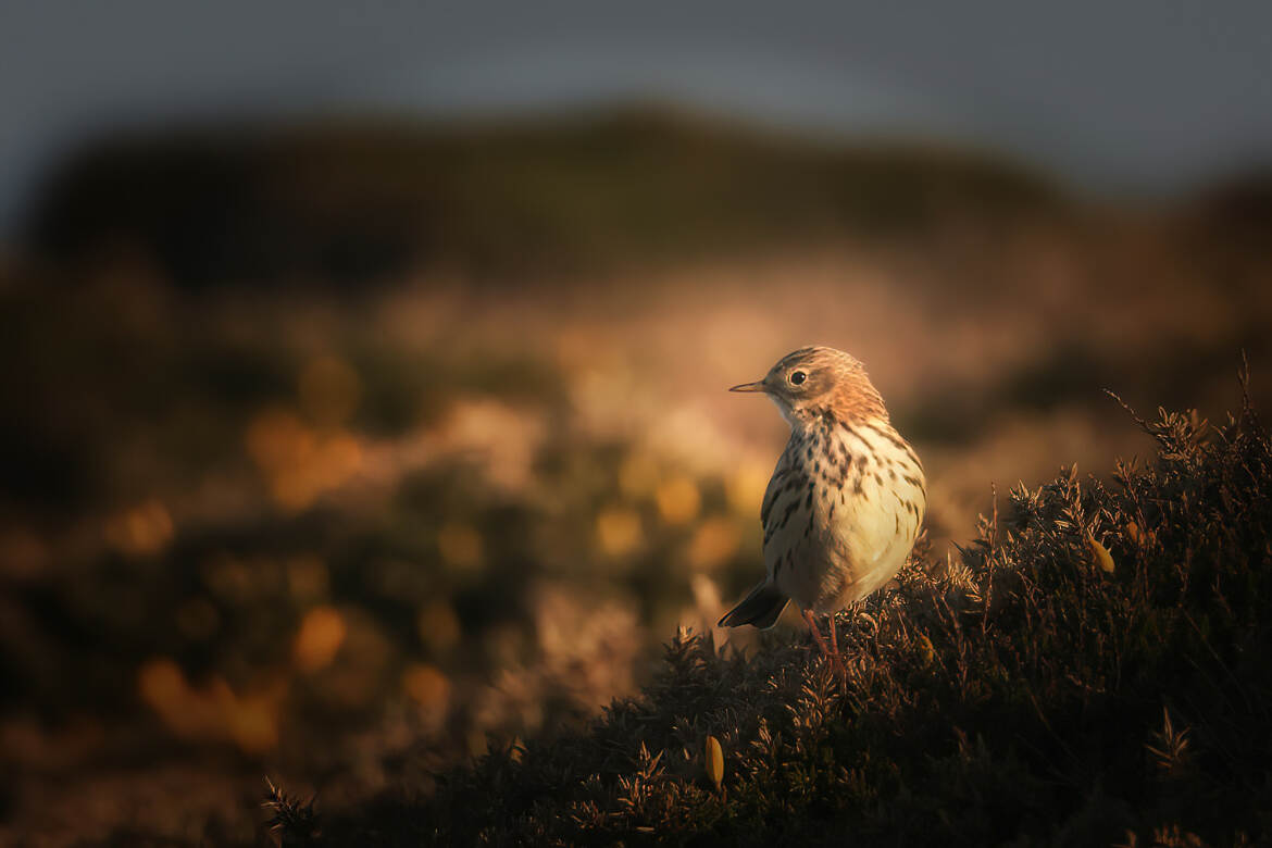 Pipit farlouse au matin