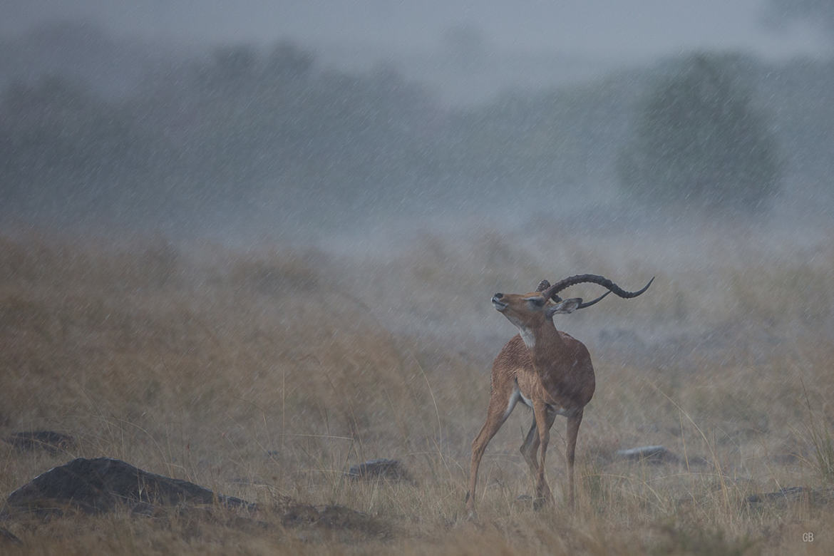 Orage sur le Masai Mara