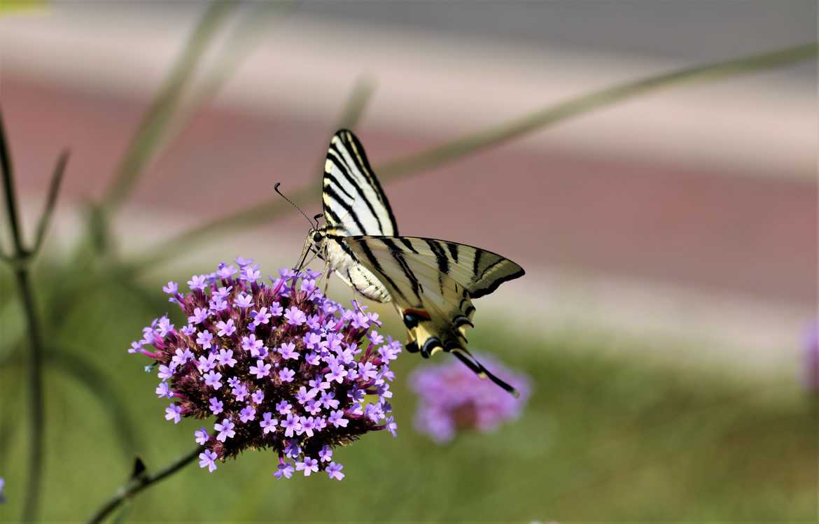 Papillon