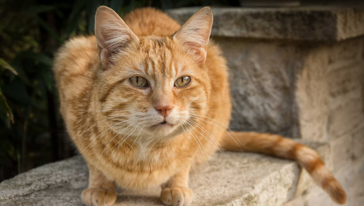 chat beauté