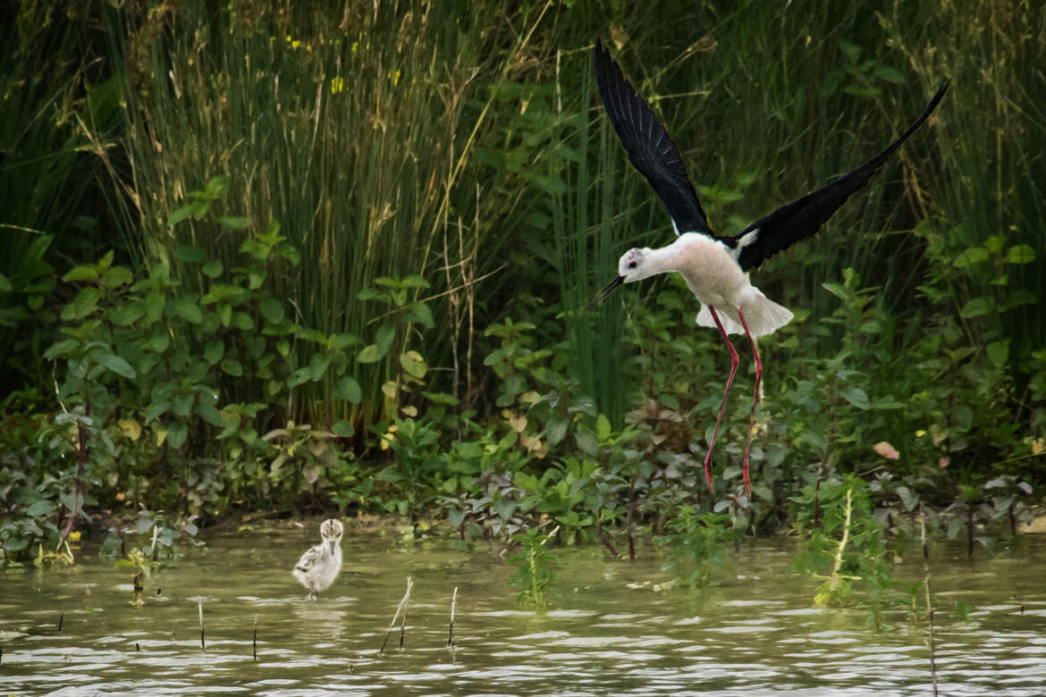 Non, veux pas aller nager!