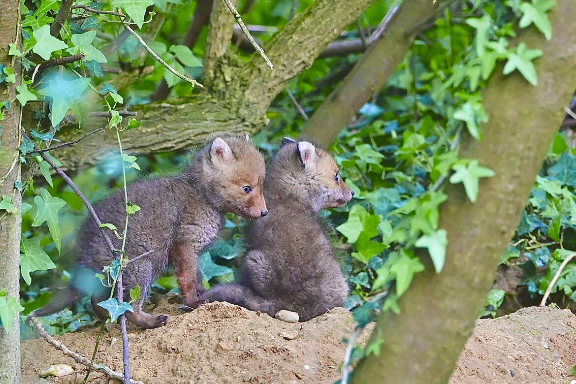 Les deux frères