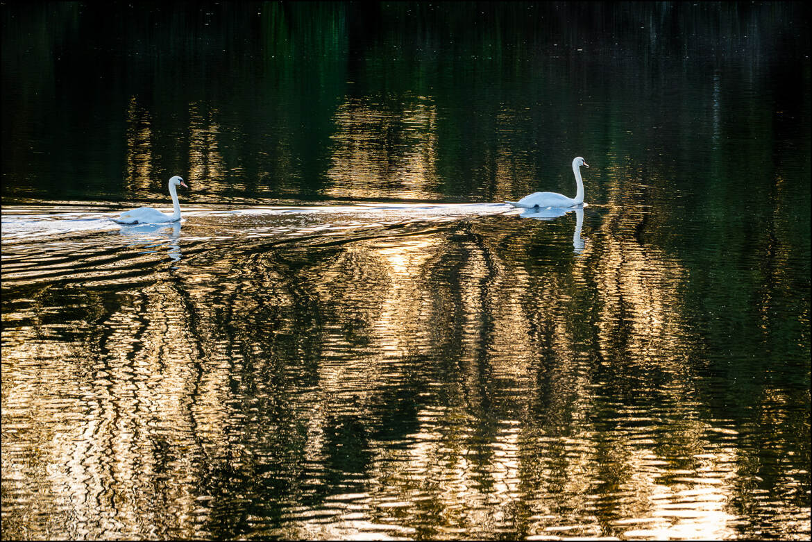 Le lac des cygnes