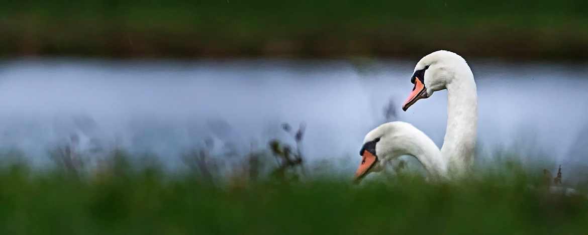 couple de cygnes