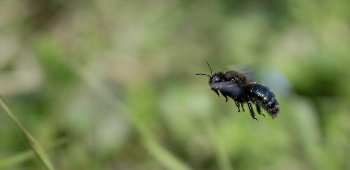 abeille charpentière
