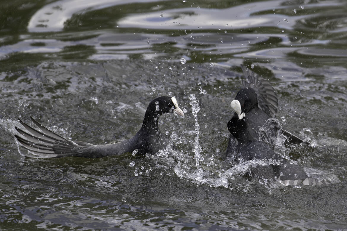 Disputes territoriales entre foulques !