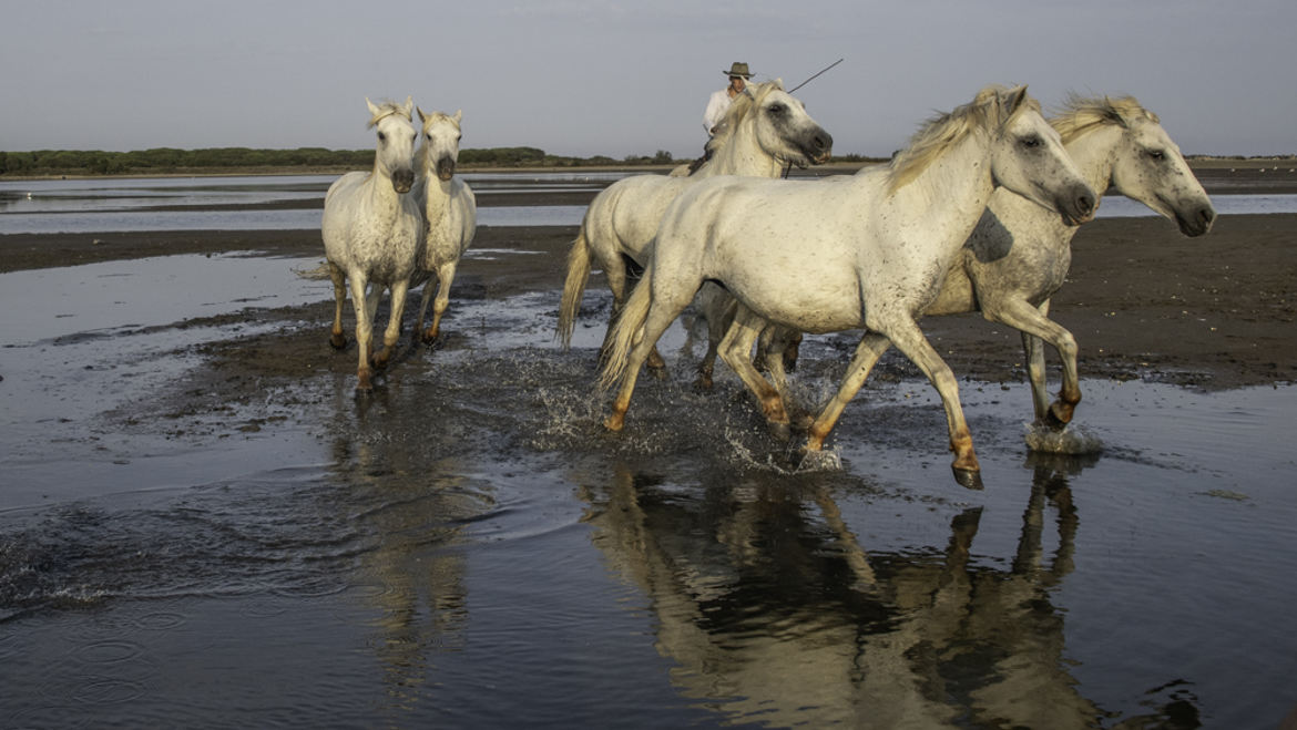 Reflet de Camarguais