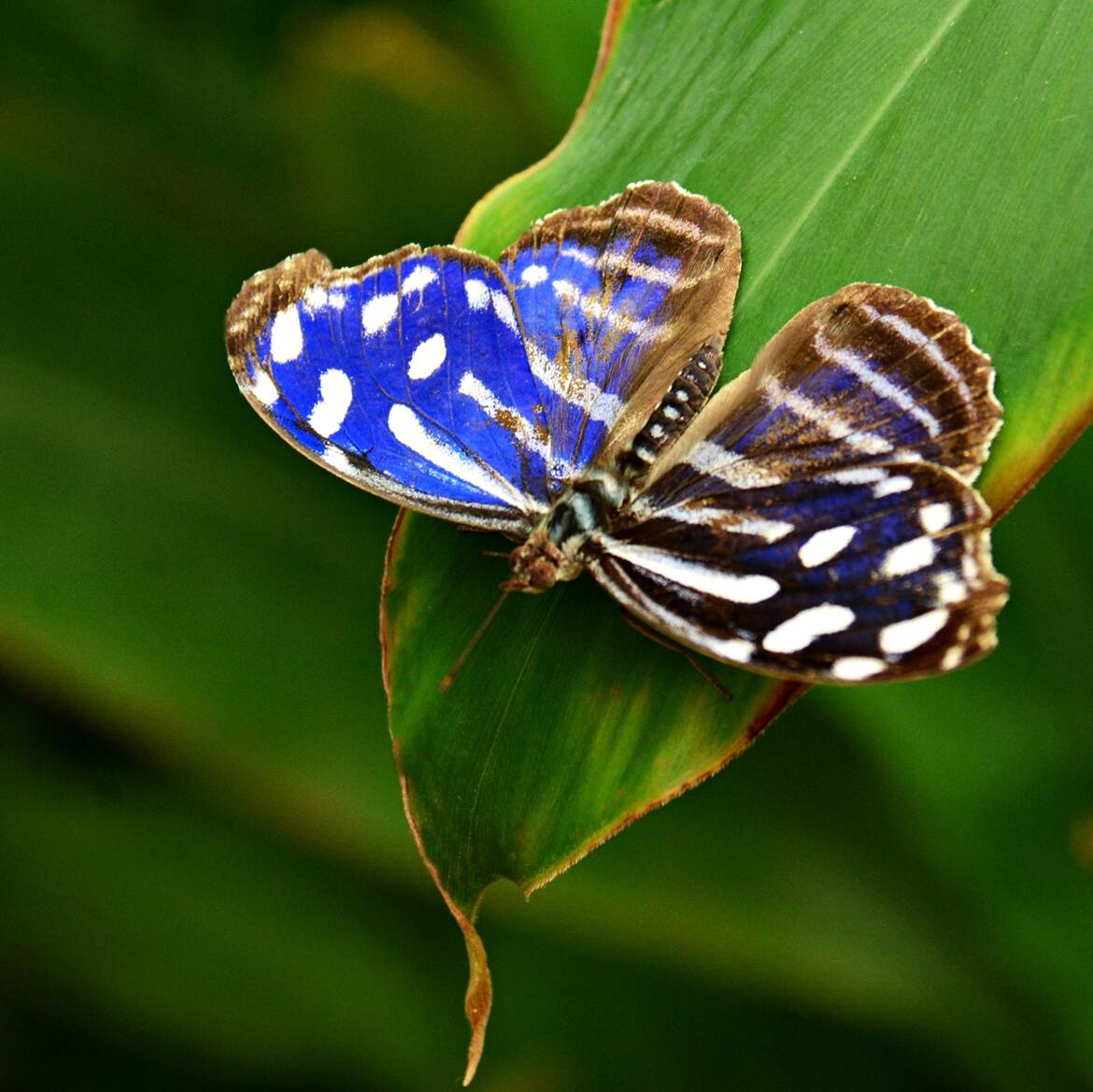 Merveille de la nature