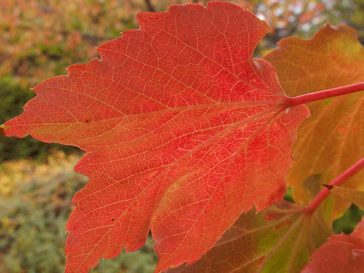 Feuille rouge