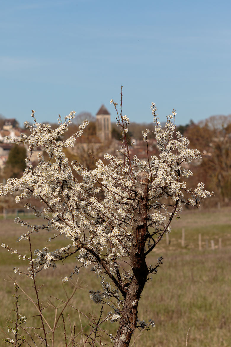 Le printemps