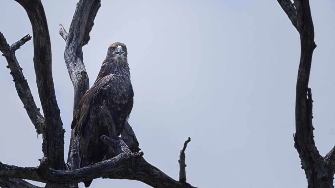 Aigle ravisseur