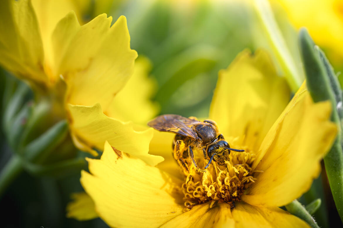 Une faim de fleurs