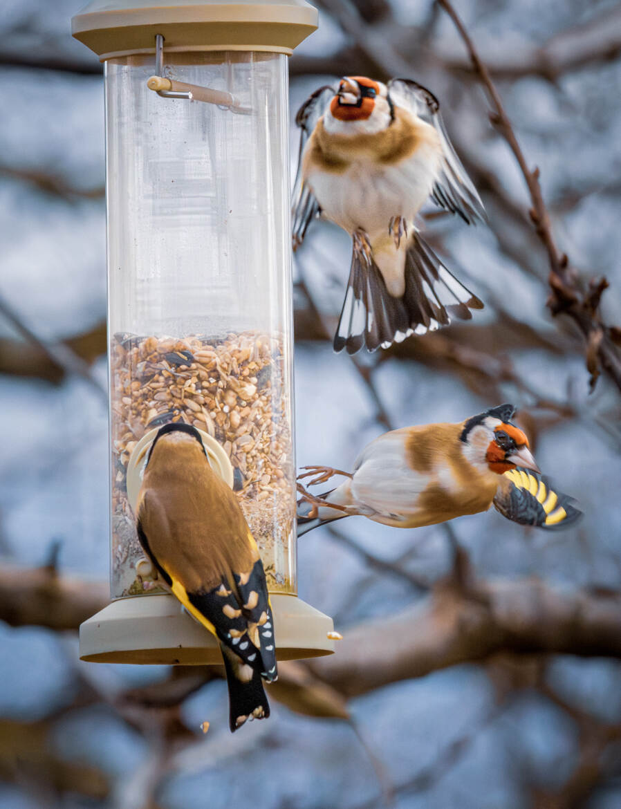 La relève de la mangeoire