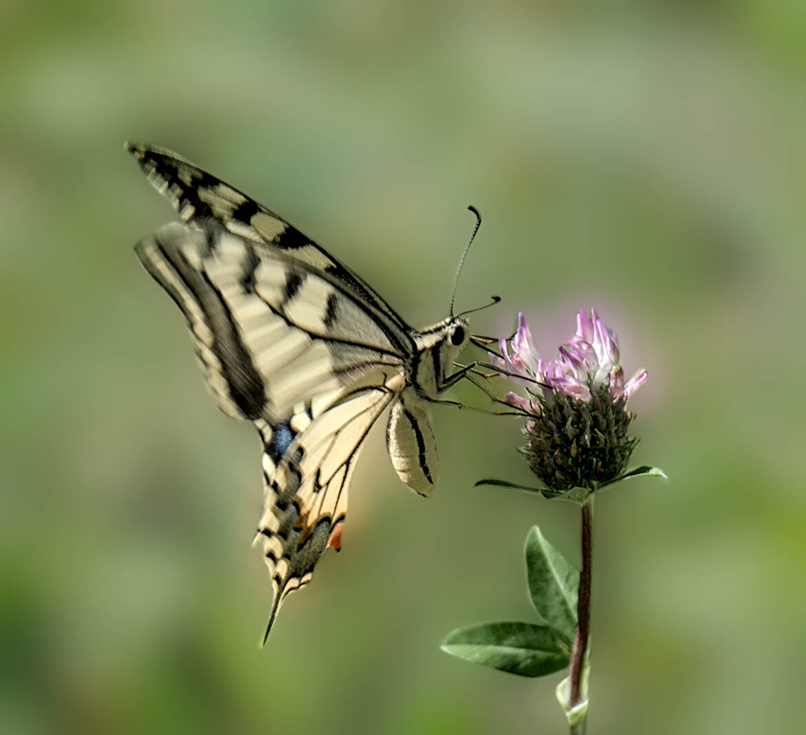 Machaon (2)