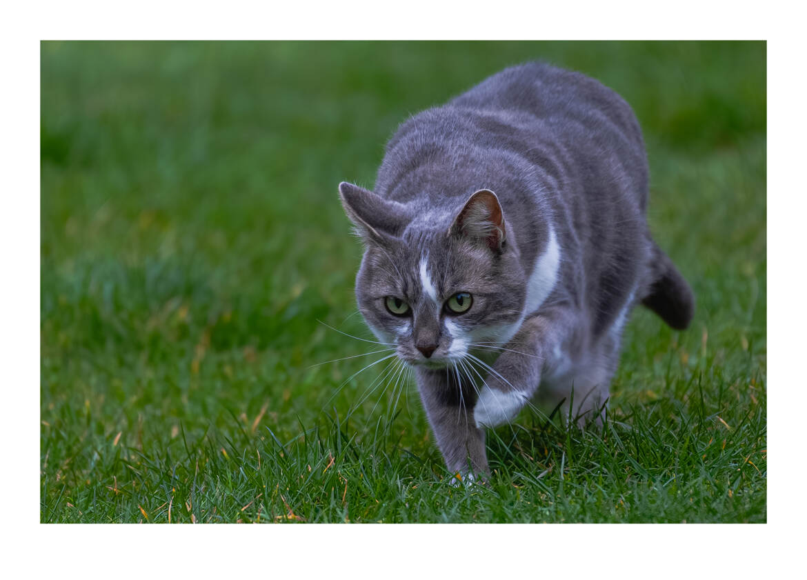 Le petit léopard de jardin