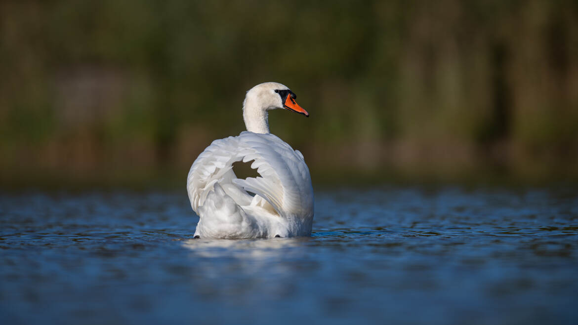 L'Aristocrate de l'étang