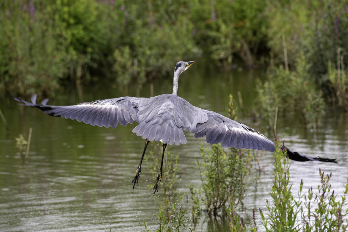 Le héron au plumage gris-bleuâtre