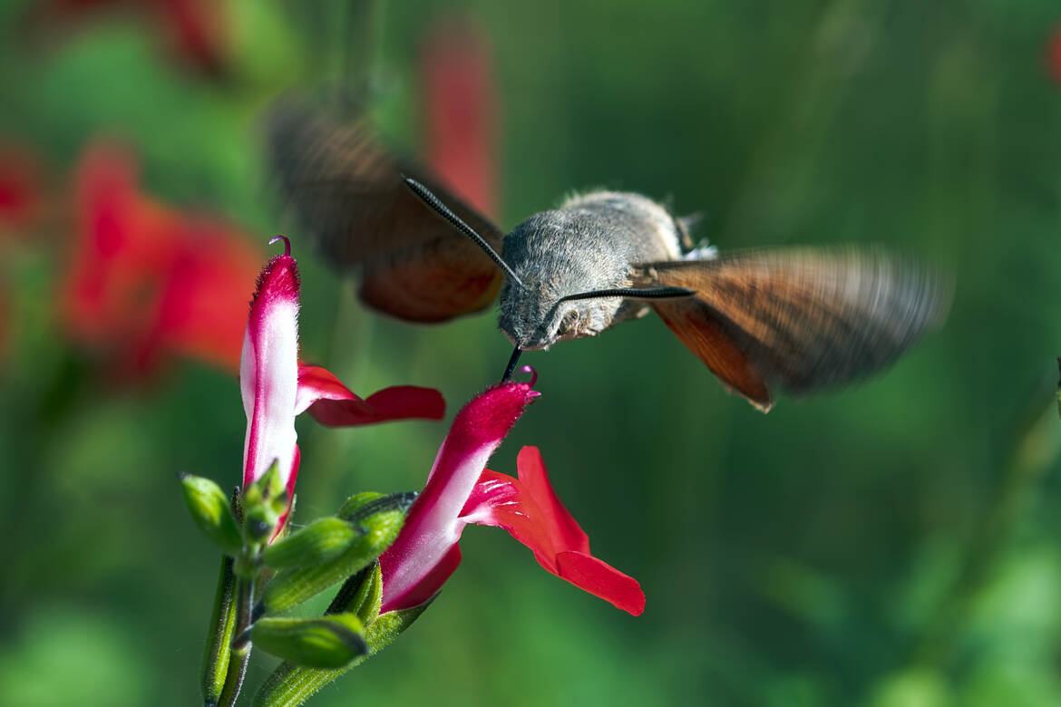 Moro-sphinx en plein vol stationnaire, butinant une fleur de sauge.
