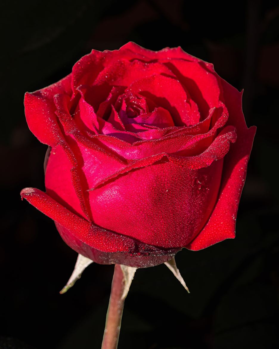 Rose 'Botero'