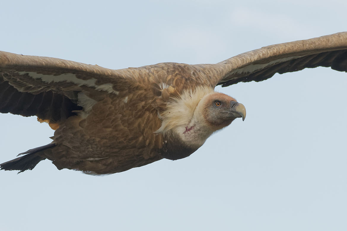 Regard de rapace.