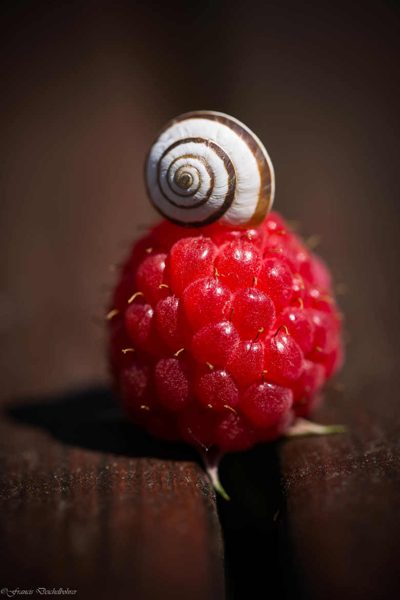 Escargot Framboise