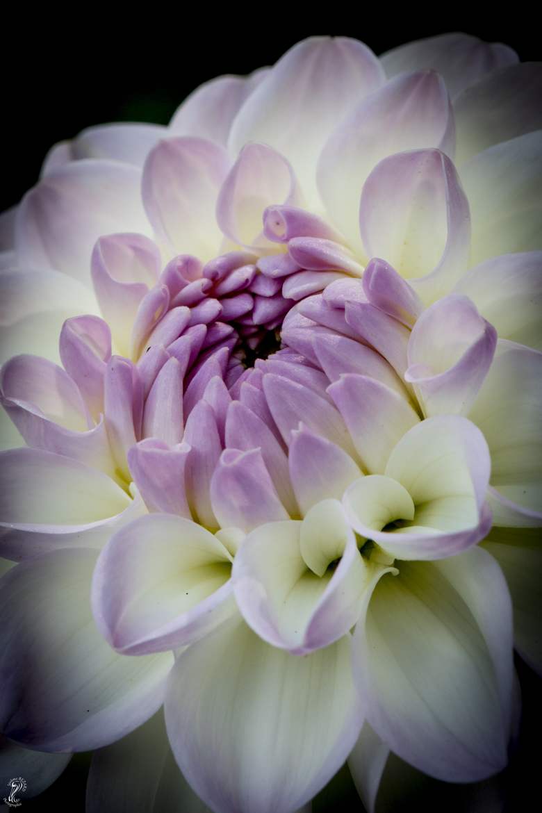 Dahlia